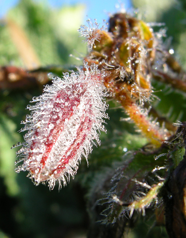 Borago officinalis / Borragine comune